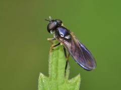 Platycheirus rosarum